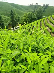 暴雨过后 旱情有所缓解 小戴白茶 自产自销