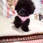 枣庄哪有繁殖泰迪幼犬的，泰迪幼犬多少钱一只