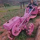 普洱小土狗