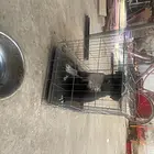 大笨狗幼犬800非诚勿扰