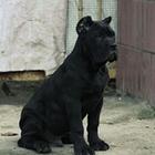 芜湖【*推荐】卡斯罗犬舍‖卡斯罗养殖场
