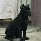 百色【*推荐】卡斯罗犬舍‖卡斯罗养殖场