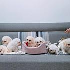 比熊幼犬找新家