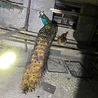 公  孔雀   七八岁了