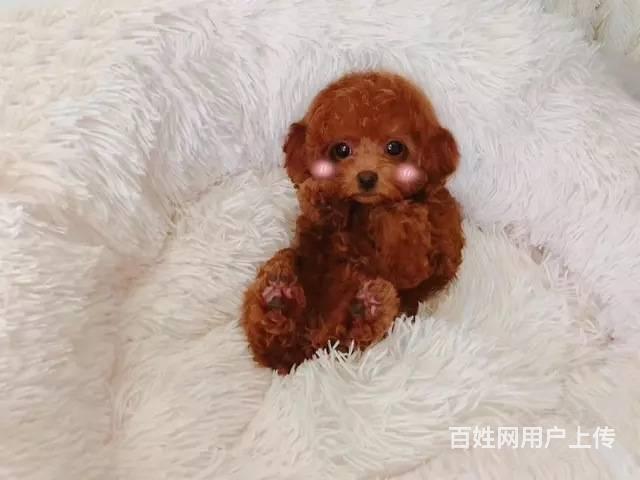 赛级泰迪犬 出售茶杯泰迪犬 签协议 保健康