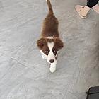 咖色小边牧公
