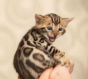 曲靖专业繁殖孟加拉豹猫猫血统纯正 品质到位