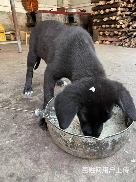 串串拉布拉多的图片