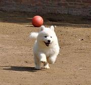 纯种萨摩耶犬多少钱一只 澳版萨摩耶 出售高品质萨摩