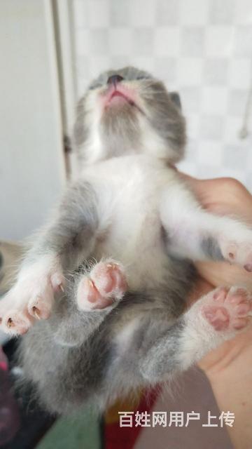 出售小蓝白猫，小蓝猫的图片