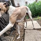 小格子犬