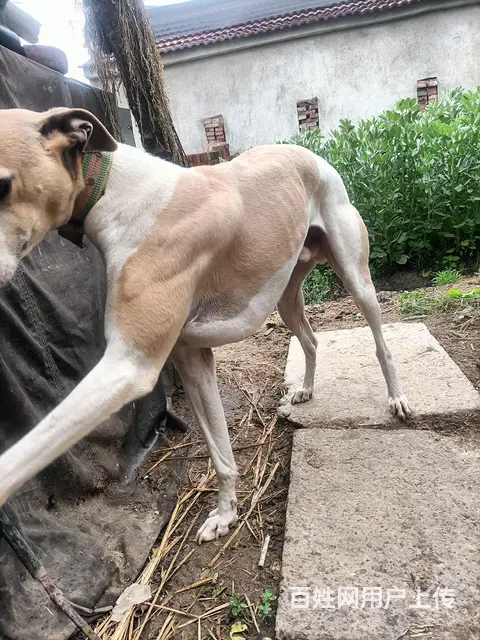 小格子犬的图片