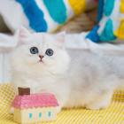 哪里有卖拿破仑的多少钱 矮脚猫长毛猫包纯种健康