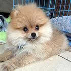 荆州可以养茶杯犬吗？买只茶杯犬多少钱