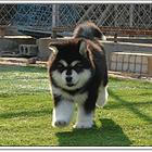 熊版阿拉斯加犬、高品质巨型阿拉斯加幼犬待售 红黑灰