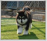 熊版阿拉斯加犬、高品质巨型阿拉斯加幼犬待售 红黑灰