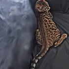 衡阳出售纯种孟加拉豹猫 豹猫图片纯种豹猫多少钱