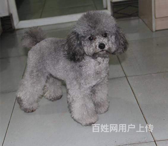 纯种茶杯体灰色泰迪幼犬出售 三个月茶杯泰迪有多重