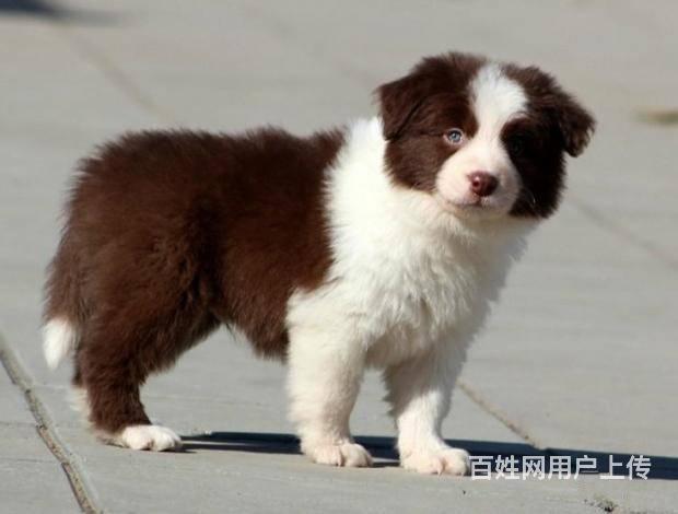 纯种黑边境牧羊犬出售北京市出售家福犬业直销
