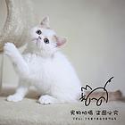 驻马店加菲猫基地◆卖加菲猫的地方