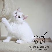 辽源哪里买加菲猫纯血统◆加菲猫多少钱一只