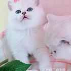 甘肃白银双血统英短渐层一般多少钱