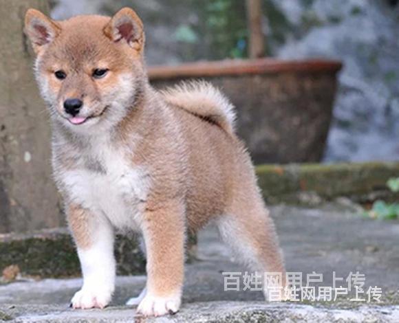 中卫【柴犬犬舍】地址柴犬一般价位的图片