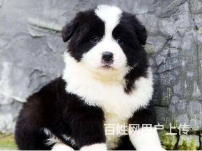 秦皇岛出售边牧犬 纯种边牧 家养边牧 边境牧羊犬的图片