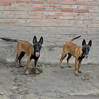 庆阳卖马犬的养殖场，养殖场马犬一般卖多少钱