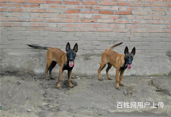 洛阳血统马犬哪里有卖，血统马犬一般多少钱的图片