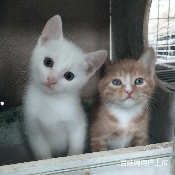 中华田园猫呢花猫活体家猫土猫抓老鼠虎斑猫纯种呢花猫