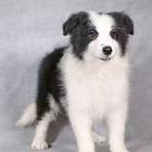 纯种高品质边牧幼犬出售 疫苗驱虫 保证健康可签协议