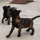 马犬价格 红马犬价格 黑红马犬价格 马犬养殖基地