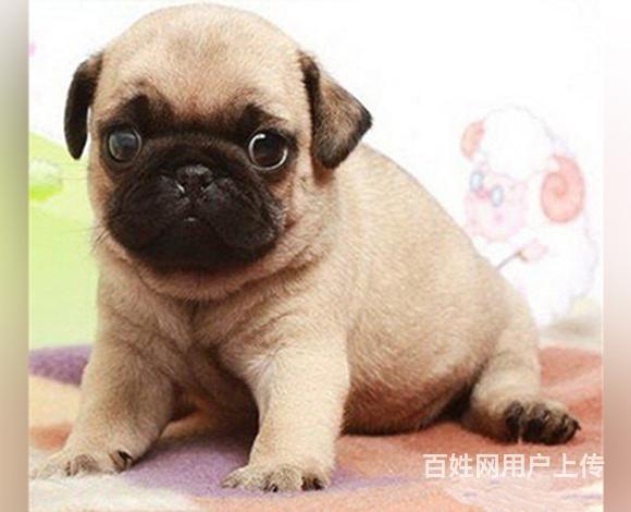 威海【巴哥犬舍】地址 巴哥一般价位的图片