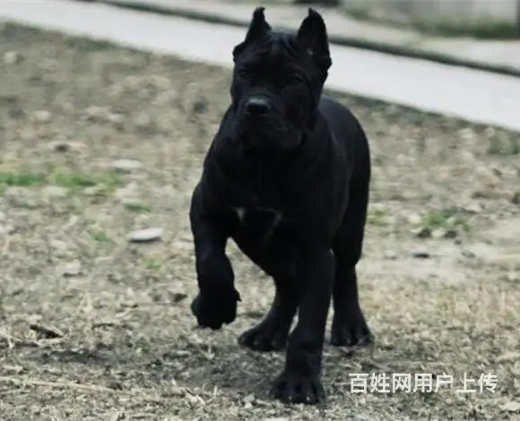 金华【卡斯罗犬舍】地址 卡斯罗一般价位的图片