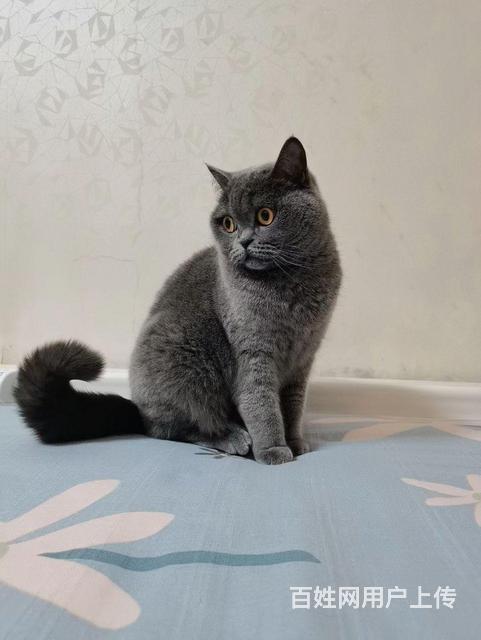 出售蓝猫的图片