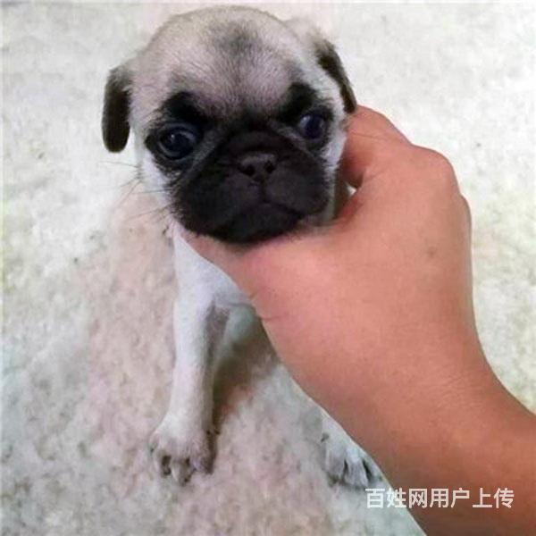 通辽养巴哥犬的地方，卖巴哥犬的地方的图片