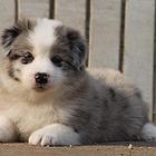 衢州哪里有边牧卖 边牧犬舍信息