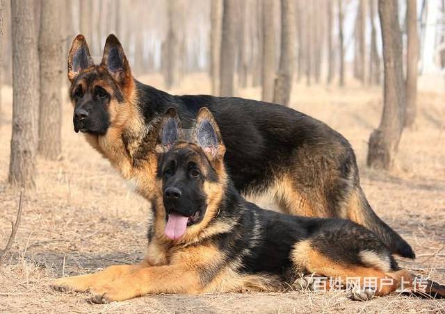 精品德国牧羊犬赛系锤系都有大骨架大头版签协议质保