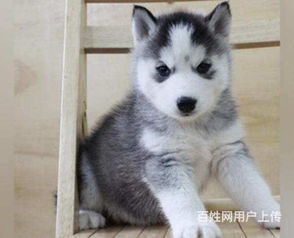 黔西南【哈士奇犬舍】地址 哈士奇一般价位的图片