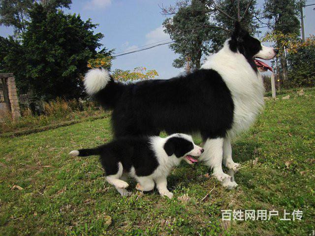 边境 赛级边境 纯种健康的边境牧羊犬的图片