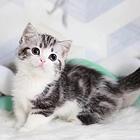 哪里有短毛猫卖的 纯种健康 短毛猫有什么习惯