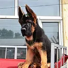 德牧幼犬 纯种健康 可打耳号 签合同健康保一年
