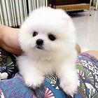 白色博美幼犬 哈多利球体博美幼犬 包纯种