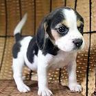 荆州卖比格犬的犬舍，犬舍比格犬一般价位