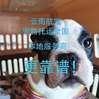 云南临沧 不是中介 飞机火车汽车宠物托运全国