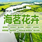 北海新的早熟禾草籽供应商