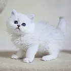 宜昌纯种金吉拉猫舍 正规猫舍家庭式繁育