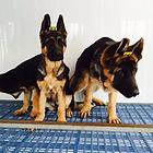 泰州【*推荐】德牧犬舍‖德牧养殖场
