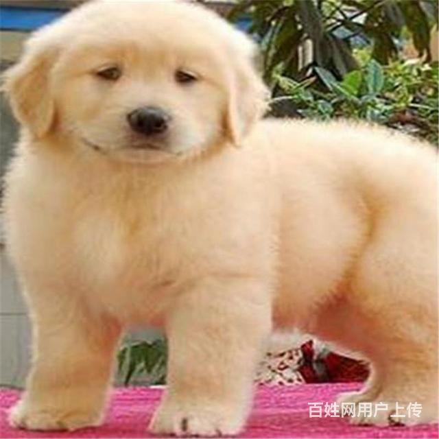 定西如何挑选好看的金毛 金毛怎么挑选技巧的图片